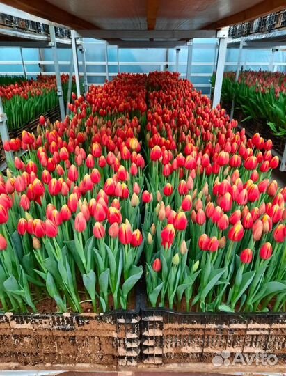 Тюльпаны к 8 марта оптом и в розницу