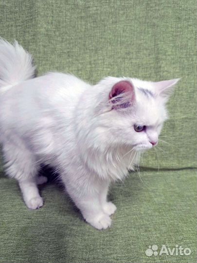 Милашка Элис