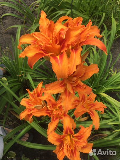 Лилейник/цена за куст. До Воронежа бесплатно :