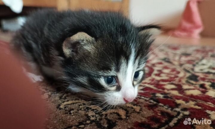 Коты в добрые руки