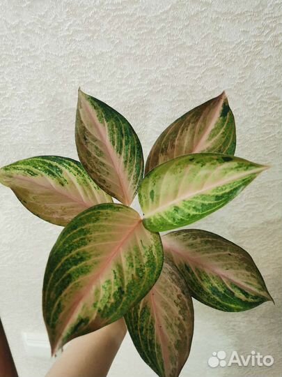 Аглаонема Miracle pink