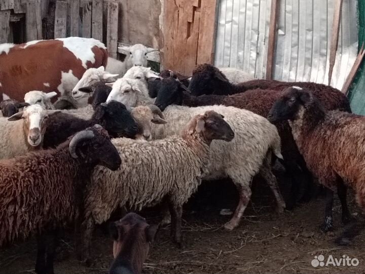 Продажа баранов и овец