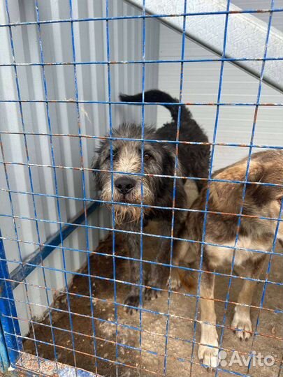 Домашний пес в отлове