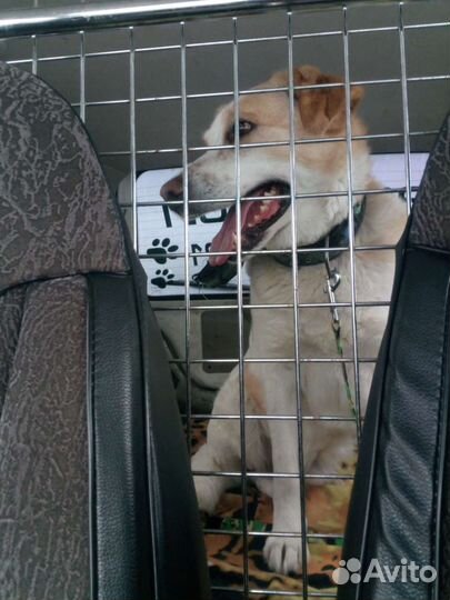 Зоо такси,перевозка животных