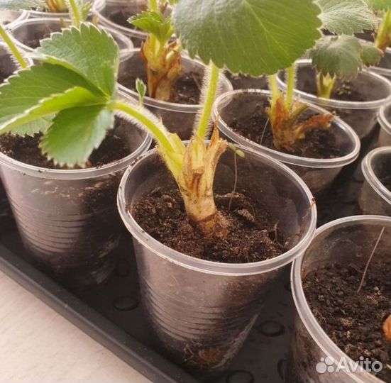 Рассада клубники