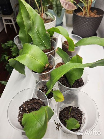 Эпифиллум оксипеталум Царица ночи