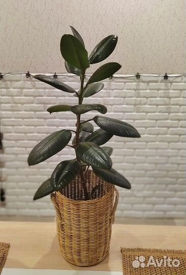 Фикус каучуконосный 85 см