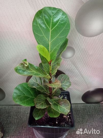 Фикус лировидный