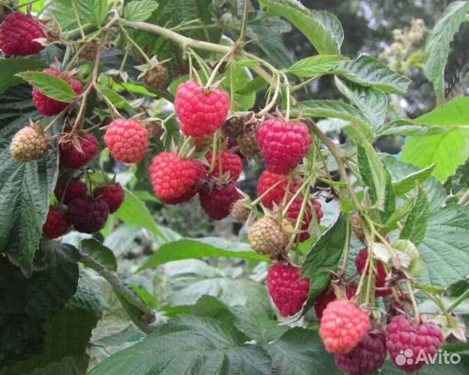 Саженец Малины Сладкая