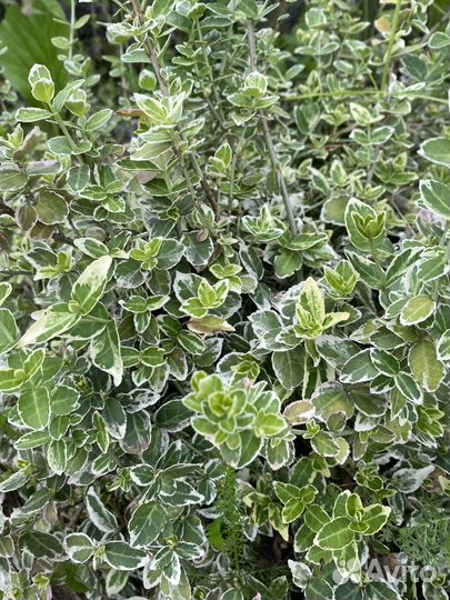 Молодило, очитки