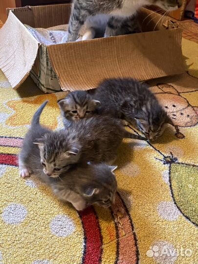 Котята в добрые руки