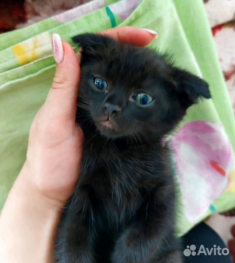 Вислоухие котята в добрые руки