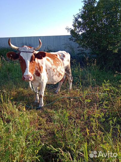 Айширская корова