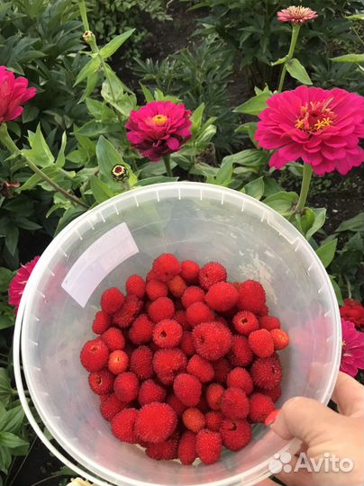 Тибетская малина