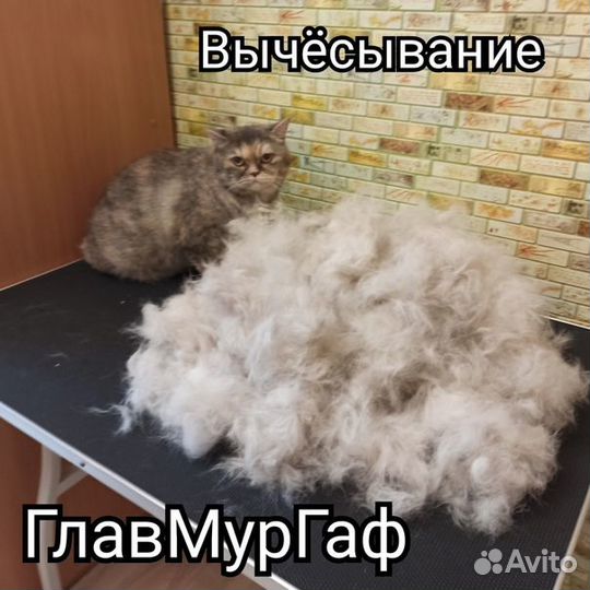 Стрижка кошки кота за 15 мин. Вычëсывание