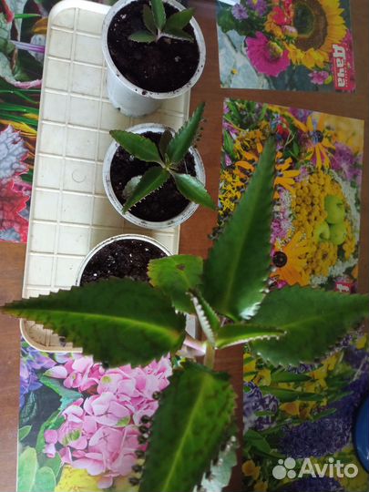 Каланхоэ лечебное