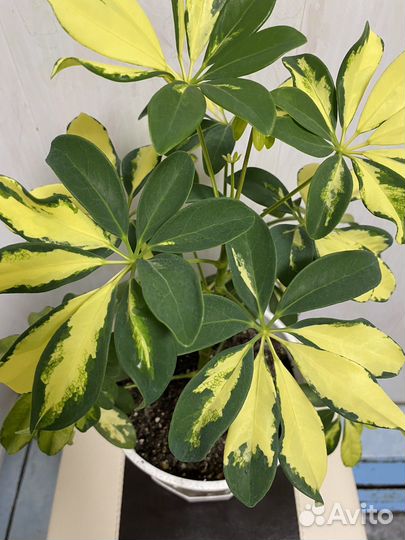 Пеларгония, шефлера