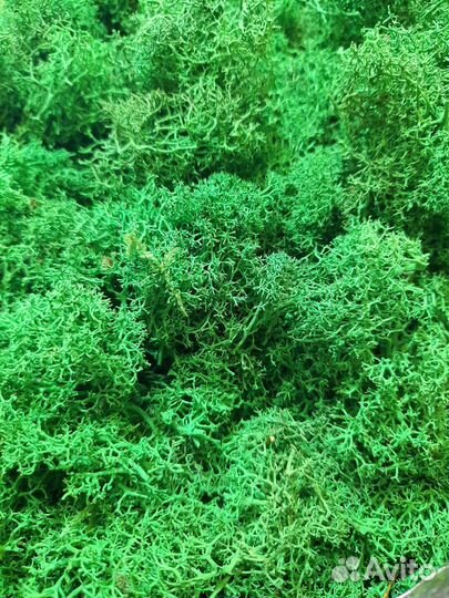 Мох стабилизированный