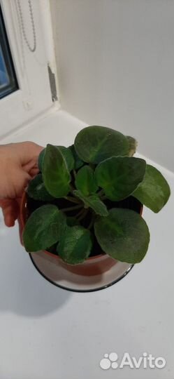 Продам фиалки