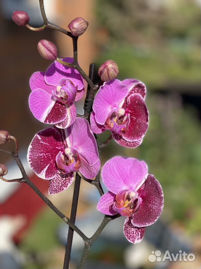 Фаленопсис Мультфлора Харли Квин