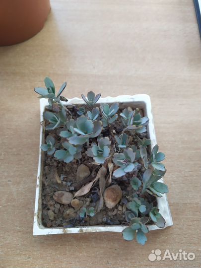 Кактусы и суккуленты