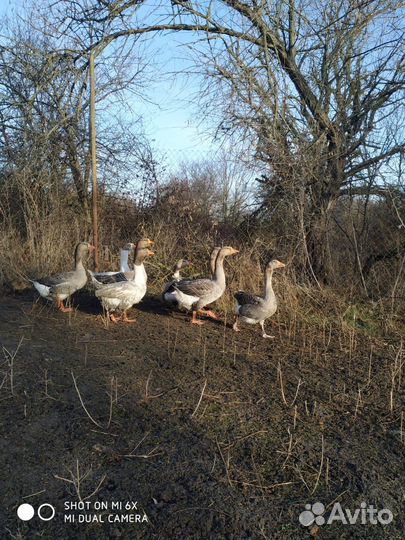 Гусь домашние
