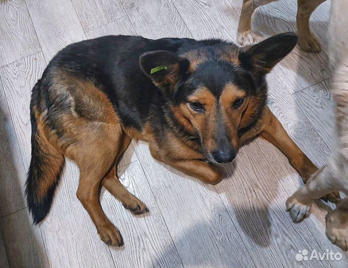 Стерильная молоденькая Чара в хорошие руки