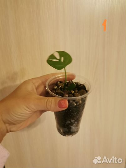 Монстера манки маск