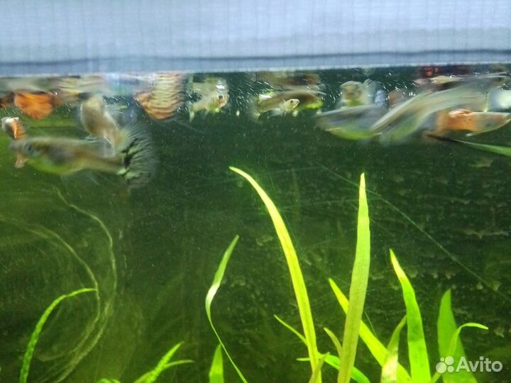 Креветки вишни