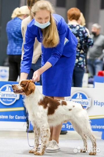 Щенки бретонского эпаньоля
