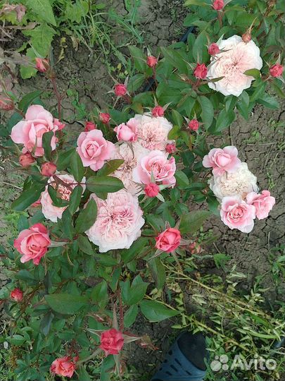 Саженцы роз