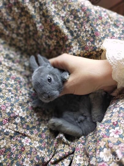 Карликовый кролик рекс