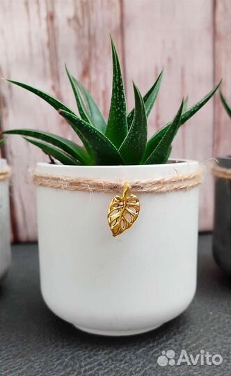 Суккуленты