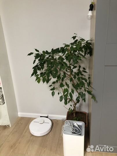 Фикус бенджамина