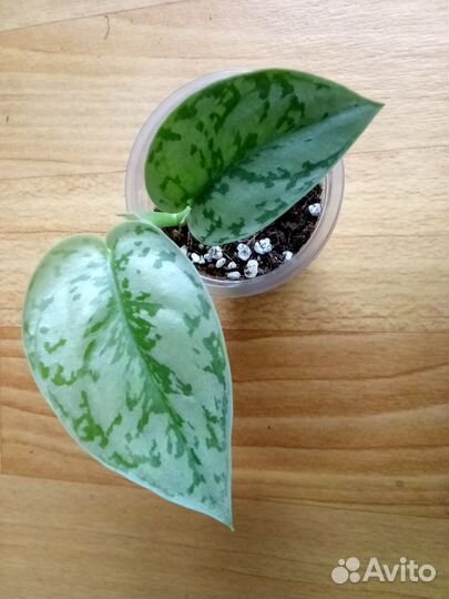 Сциндапсус Сильвер Леди