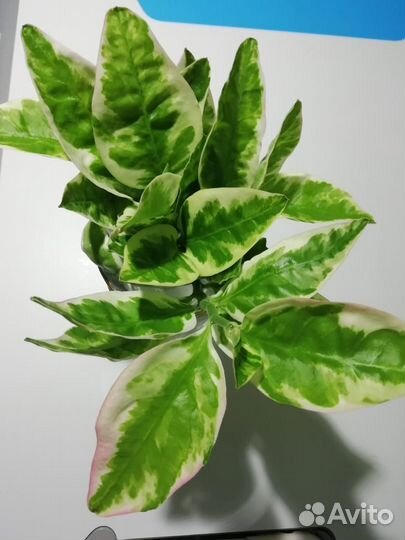 Цветок комнатный. Педилантус. Черенки