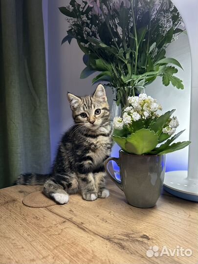 Котенок с мраморным окрасом