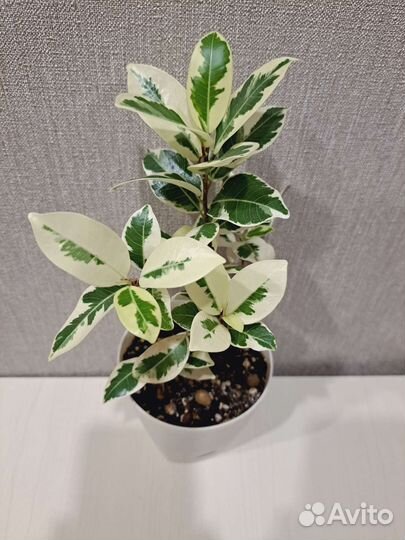 Фикус Альба