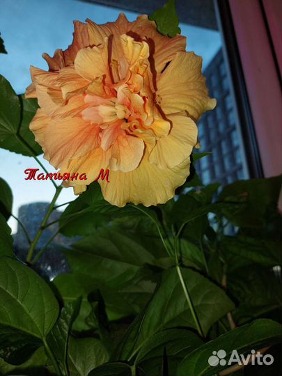 Разные комнатные растения