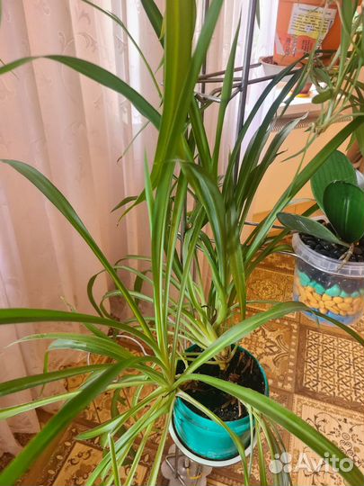 Комнатные цветы