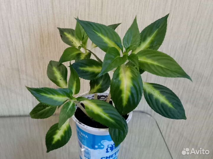 Бальзамин пестролистый Санпатиенс (Новогвинейский)