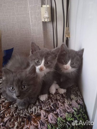 Котята отдам в добрые руки бесплатно