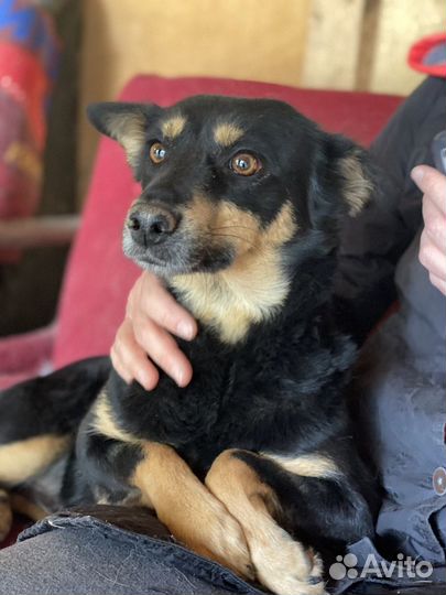 Отдаю собачку Клепу в добрые руки