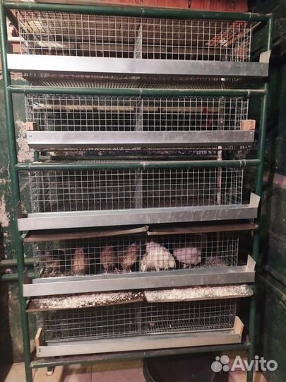 Клетки для птенцов и перепелов