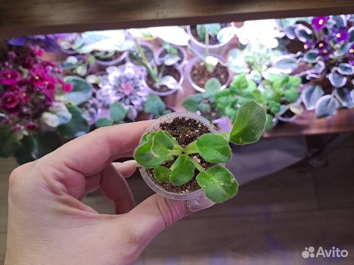 Фиалки сенполии lunar Lily White детка