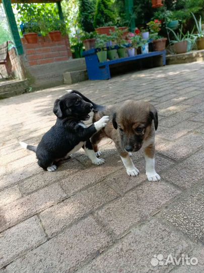 Щенки в добрые руки