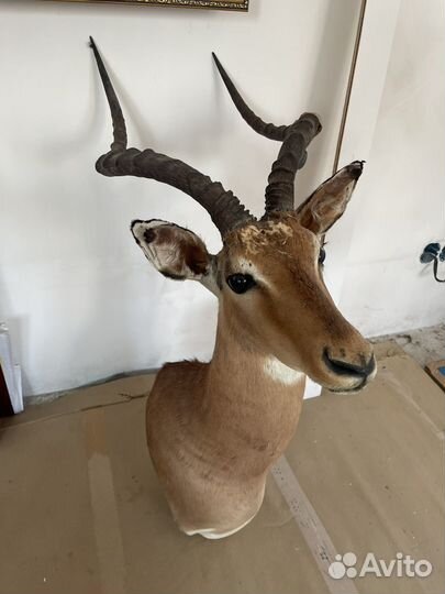 Чучело с дефектами