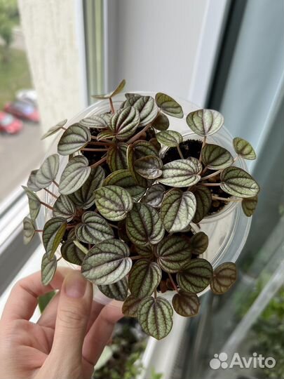 Комнатные растения