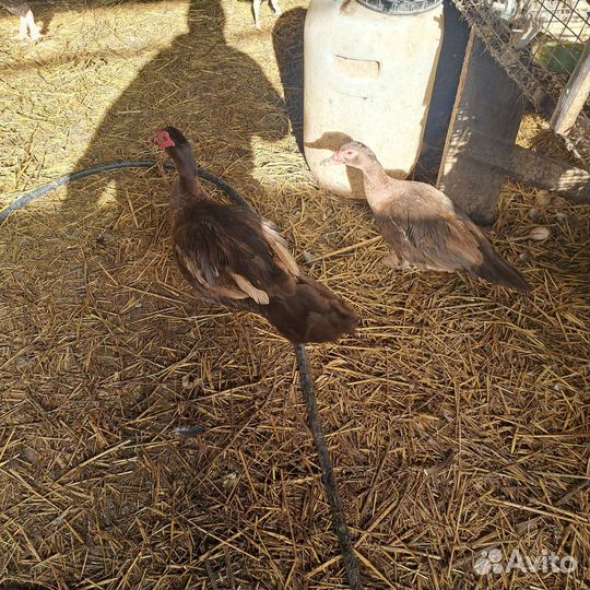 Утки тяжелые л,индийские и дикие,цесарки бролер