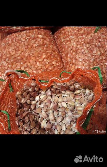 Семена чеснока